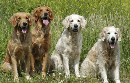 莱茨狗怎么领养4只 百度领养四只莱茨狗方法
