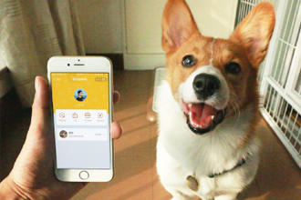 支付宝宠物码在哪申请 支付宝宠物码申请步骤图