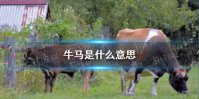 牛马是什么意思 牛马啥意思是什么梗