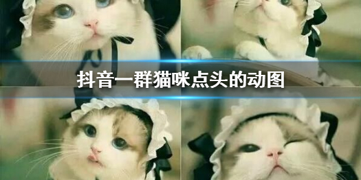 《抖音》一群猫咪点头的动图 一群猫咪点头的动图大全