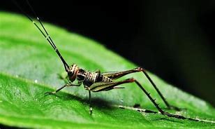 蟋蟀是靠什么发出鸣叫声的 蟋蟀的叫声蚂蚁庄园2月23日答案