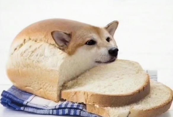 面包狗什么梗 假如我变成面包狗是什么梗