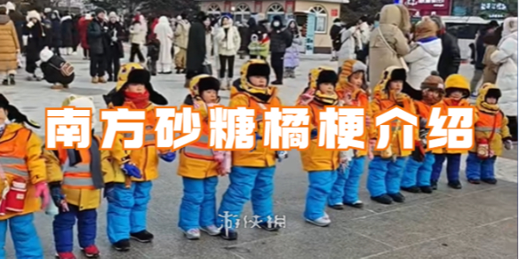 南方砂糖橘梗介绍