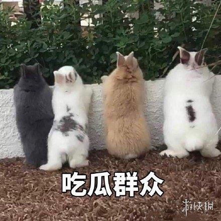 吃瓜表情包