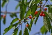 《植物大战僵尸2》樱桃炸弹怎么样 樱桃炸弹详细攻略大全